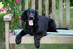 Retriever Collection: Flat-coated Retriever puppy lying on bench - 6 months