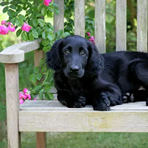 Flat-coated Retriever puppy lying on garden bench - 6 months Flat-coated Retriever puppy lying on garden bench - 6 months
