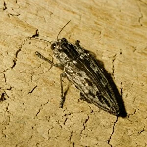 Images Dated 14th August 2006: Flat-headed Pine Borer Beetle Florida, USA