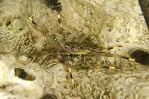 Baleh Gallery: Flat Rock Crab Baleh Slope dive site, Gili Mota