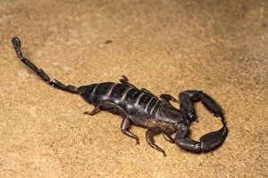 Flat rock scorpion - on rock - Taken under controlled