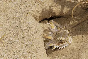 Flat-tailed Horned Lizard - emerging from burrow - thermo-regulating - California USA