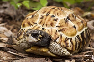 Madagascar Gallery: Flat-tailed Tortoise (Pyxis planicauda)