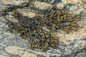 Wrack Prints: Flat Wrack - growing on rock - North Uist - Outer Hebrides - Scotland
