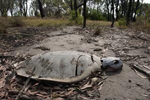 Images Dated 18th September 2011: Flatback Turtle carcase