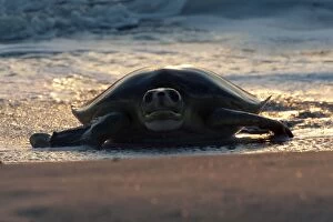 Images Dated 10th September 2011: Flatback Turtle - coming ashore to lay on Crab Island