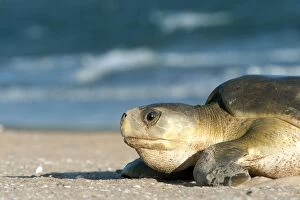 Images Dated 10th September 2011: Flatback Turtle - coming ashore to lay on Crab Island