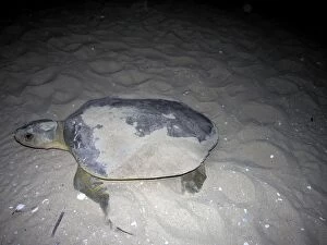 Images Dated 26th October 2005: Flatback turtle - A female flatback comes out of the water to lay her eggs