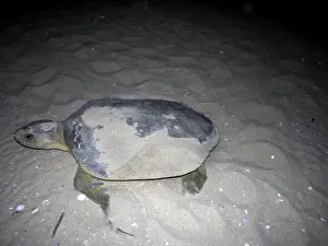 Flatback turtle - A female flatback comes out of the water to lay her eggs. Found nesting on only a few isolated off shore islands. Flatbacks are the rarest sea turtles in the world - Crab Island, Queensland Australia