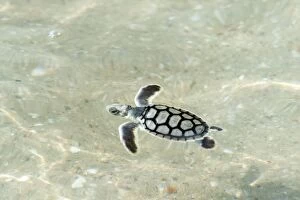 Flatback Turtle - hatchlings