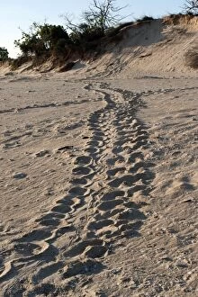 Flatback Turtle Track - as the reptile goes up beach to lay