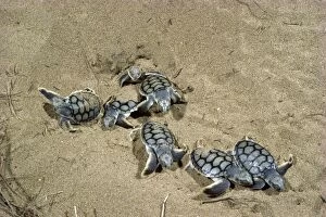 Images Dated 19th January 2009: Flatback Turtles - Hatchlings emerging at night, Mon Repos Beach, Bundaberg, Queensland