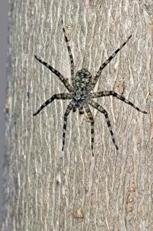 Flattie Spider - resting on tree trunk, showing camouflage colouring