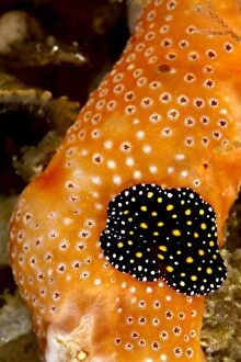Images Dated 22nd August 2012: Flatworm