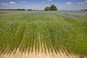 Flax Prints: Flax field and Lime Tree