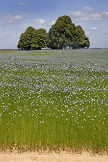Images Dated 23rd June 2008: Flax field and Lime Tree