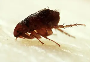 Flea Prints: Flea Biting
