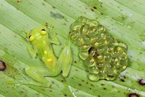 Images Dated 26th September 2007: Fleischmann's Glass Frog - female with her fully developed eggs of tadpoles
