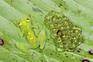 Images Dated 26th September 2007: Fleischmann's Glass Frog - female with her fully developed eggs of tadpoles