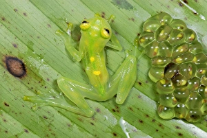 Images Dated 26th September 2007: Fleischmann's Glass Frog - female with her fully developed eggs of tadpoles