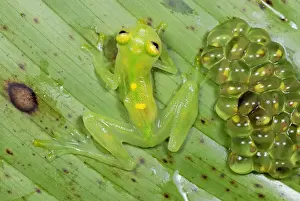 Spawn Prints: Fleischmann's Glass Frog - female with her fully developed eggs of tadpoles - San Cipriano Reserve - Cauca
