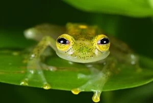 Fleischmanns Glass Frog - male