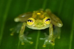 Images Dated 26th September 2007: Fleischmann's Glass Frog - male