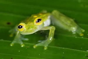 Fleischmann's Glass Frog - male - San Cipriano Reserve - Cauca - Colombia