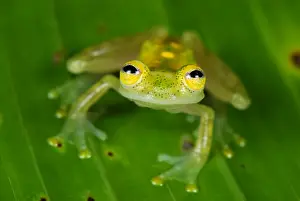 Fleischmann's Glass Frog - male - San Cipriano Reserve - Cauca - Colombia