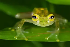 Fleischmann's Glass Frog - male - San Cipriano Reserve - Cauca - Colombia