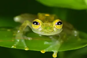 Staring Prints: Fleischmann's Glass Frog - male - San Cipriano Reserve - Cauca - Colombia