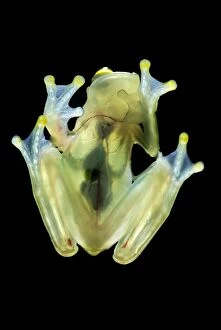 Images Dated 27th September 2007: Fleischmann's Glass Frog - view from beneath