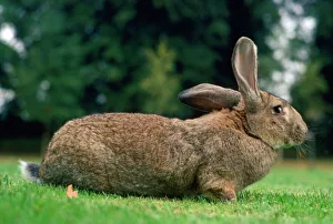 Images Dated 28th April 2008: Flemish Giant Rabbit Domestic breed