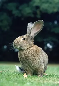Flemish Giant Prints: Flemish Giant RABBIT - sitting in garden