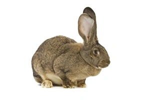Flemish Giant Rabbit - in studio