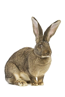 Flemish Giant Rabbit - in studio