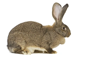 Flemish Giant Rabbit - in studio