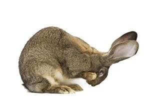 Small Pets Collection: Flemish Giant Rabbit - in studio