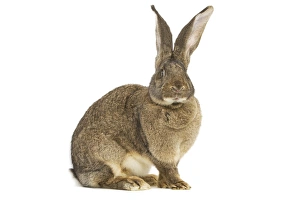 Flemish Giant Rabbit - in studio