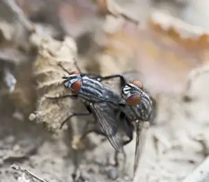 Cyprus Prints: Flesh flies – mating Cyprus 004158