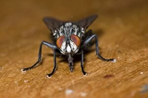 Flesh Fly, feeding on fruit juice spilt on table and showing extended proboscis
