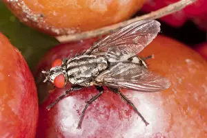 Diptera Prints: Flesh-fly - feeding on fruit. Lays live larvae, not eggs. Dorset