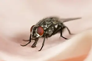 Compound Eyes Prints: Flesh-fly Feeding on Ham
