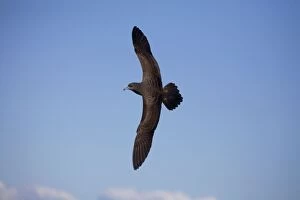 Images Dated 30th March 2008: Flesh-footed Shearwater At sea off Eden, New South Wales, Victoria, Australia