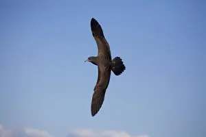 Flesh-footed Shearwater At sea off Eden, New South Wales, Victoria, Australia