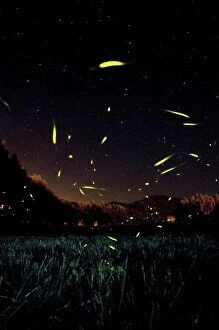 The flight of male Fireflies during a summer night