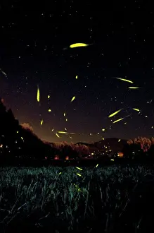 The flight of male Fireflies during a summer night - Italy