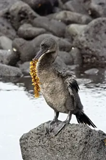 Flightless Cormorant. Fernandina island. Galapagos islands