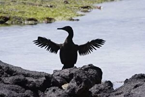 Images Dated 11th April 2005: Flightless Cormorant.Fernandina island. Galapagos islands