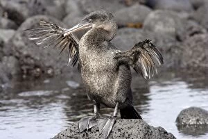 Images Dated 11th April 2005: Flightless Cormorant.Fernandina island. Galapagos islands